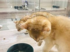 -飞行喵MR PILOT|猫舍·猫咖(静安大融城店)