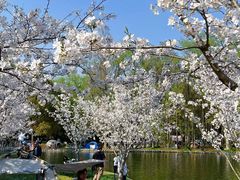 -上海共青森林公园