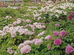 -曹州百花园