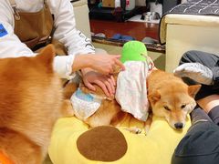 -逗柴咖啡屋·狗咖猫咖宠物桌游