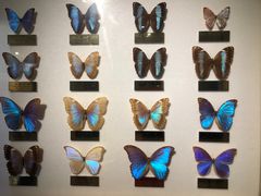 -上海昆虫博物馆