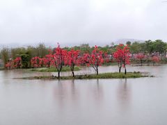 -天适樱花悠乐园