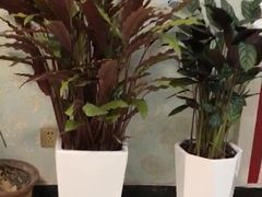 -保定市花鸟鱼虫市场