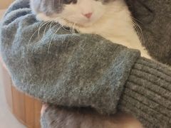 -飞行喵MR PILOT|猫舍·猫咖(静安大融城店)