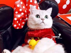 -超宠爱宠物摄影-Super pet