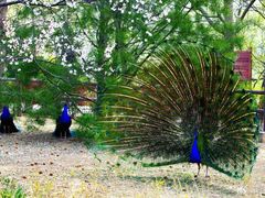 -北京麋鹿生态实验中心