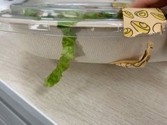 -油梨树AVOCADO TREE(顺义新国展店)
