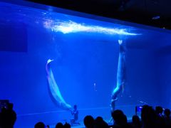 -芜湖新华联大白鲸海洋公园