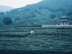 -植觉