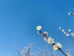 -香雪海