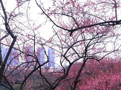 -重庆彩云湖湿地公园