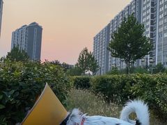 -喜多萌中农锦绣动物医院24H·猫科·牙科MRI·CT
