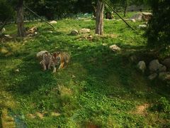 -西安秦岭野生动物园