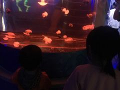 -石家庄海洋公园