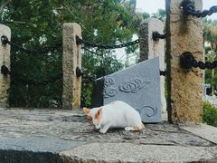 -江心屿景区