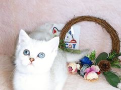 -十年猫舍·猫咪专门店(普陀店)