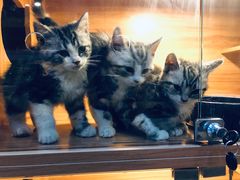 -喵百万·布偶·蓝金金渐层英短·猫舍(百子湾店)