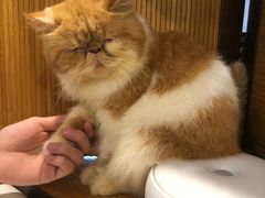 -more than meow吴止猫主题餐厅(承德 中船汇店)