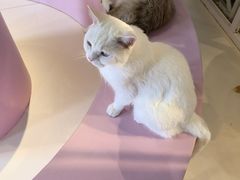 -三花喵·撸猫购宠·宠物生活馆(虹桥南丰城店)