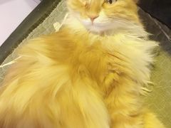 -平行世界·猫咖(首经贸店)