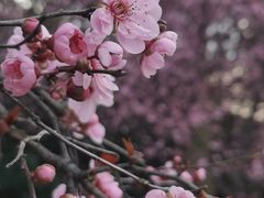 -无锡梅园公园