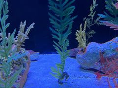 -上海海洋水族馆