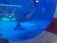 -烟台海昌鲸鲨海洋公园