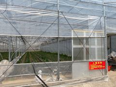 -喜杨洋草莓采摘园