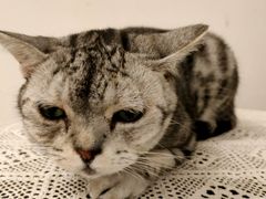 -猫友咖啡店(玉林西路店)