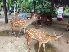 -海南热带野生动植物园