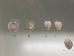 -青岛贝壳博物馆