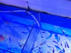 -泰国鱼疗足疗馆