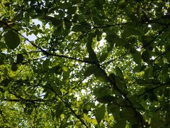 -南山植物园