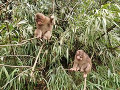 -西岭雪山大飞水景区