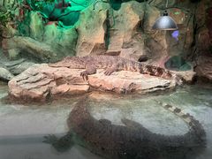 -绿色星球动物主题公园