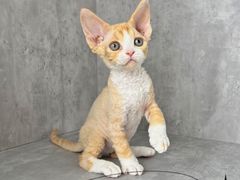 -小猫来了·猫舍(红山六九七九店)