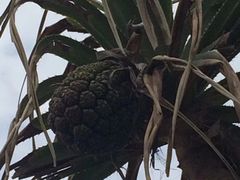 -微热山丘(台北民生公园门市店)
