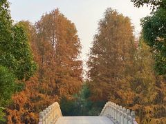 -上海海湾国家森林公园