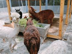 -长白岛森林公园