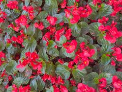 -番禺广场(市桥街道)