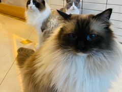 -Catmate·猫肥家润(金润铂宫店)