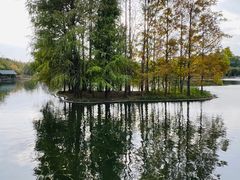 -上海共青森林公园
