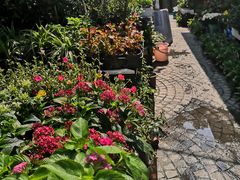 -曲阳花鸟市场(曲阳路店)