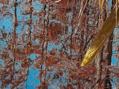 -白鹭湾湿地公园