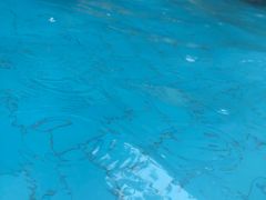 -重庆海昌加勒比海水世界