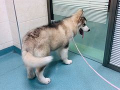 -动物缘宠物医院·骨科·猫科(西二环店)