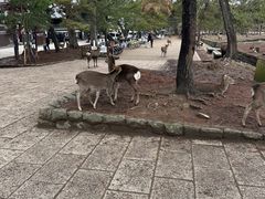 -奈良公园