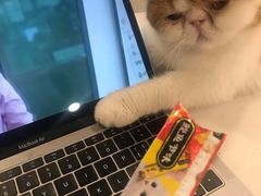 -飞行喵MR PILOT|猫舍·猫咖(静安大融城店)
