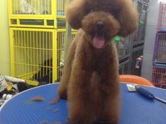iphone_upload_pic-爱宠屋pet shop·宠物洗澡·宠物美容