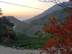 -杨家堂村